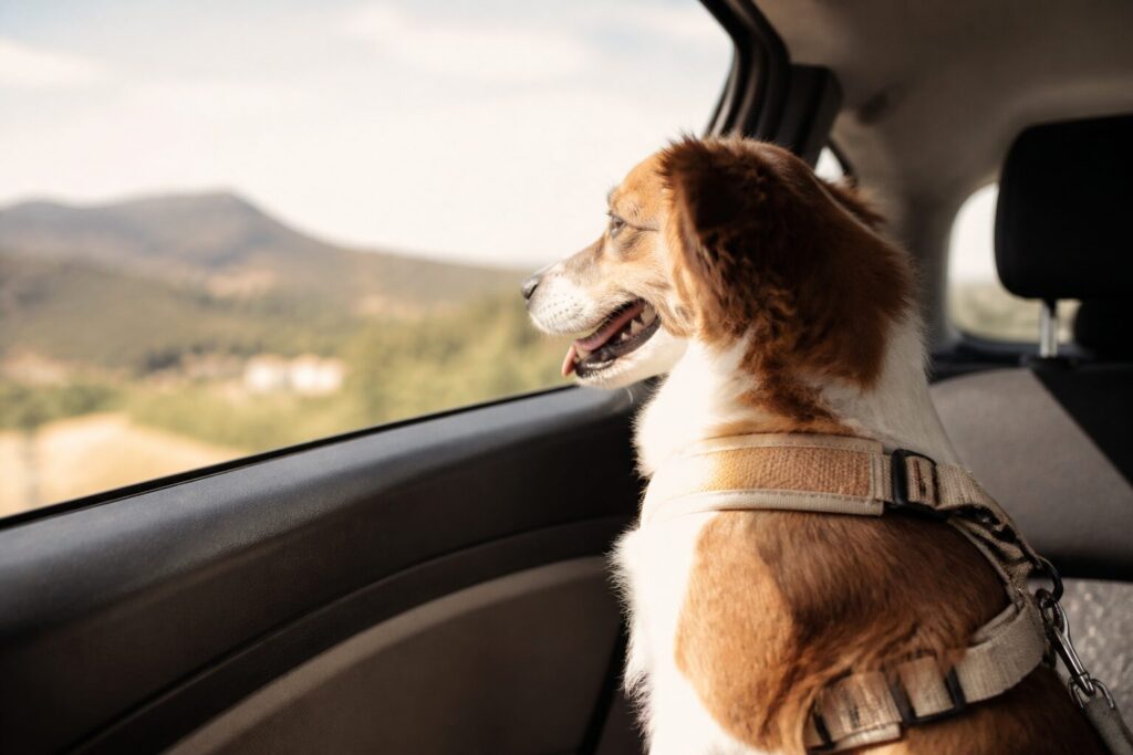 Viajar con perro por España: checklist imprescindible para una escapada segura